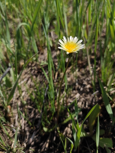 Image of Taraxacum leucanthum by (c) Юлия, some rights reserved (CC BY)