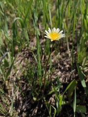 Taraxacum leucanthum
