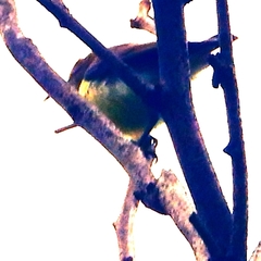 Leptocoma