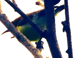 Leptocoma
