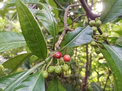 Eumachia