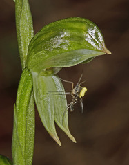 Pterostylis crassa