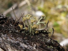 Cladonia botrytes