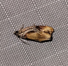 Zomaria interruptolineana