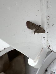 Eupithecia intricata