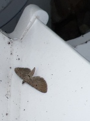 Eupithecia intricata