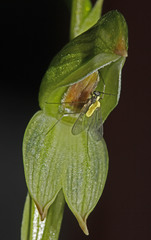 Pterostylis crassa