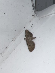 Eupithecia intricata