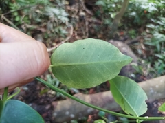 Vincetoxicum biglandulosum