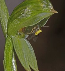 Pterostylis crassa