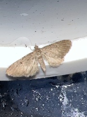 Eupithecia intricata