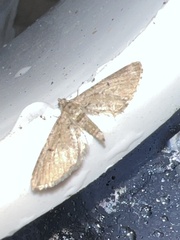 Eupithecia intricata