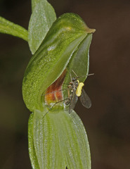 Pterostylis crassa