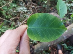 Vincetoxicum biglandulosum