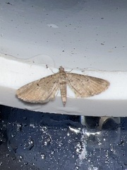 Eupithecia intricata