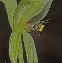 Pterostylis crassa