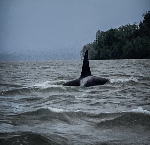 Bigg's Killer Whale photographed in Oregon