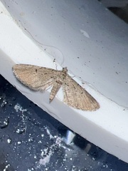 Eupithecia intricata