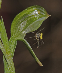 Pterostylis crassa