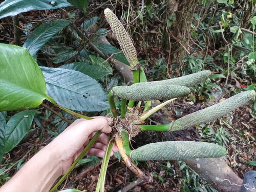 Dragon tail plant (Epipremnum pinnatum)