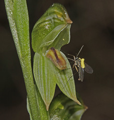 Pterostylis crassa