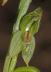 Pterostylis crassa