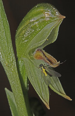 Pterostylis crassa