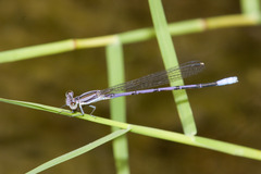 Argia hinei