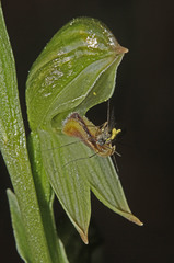 Pterostylis crassa