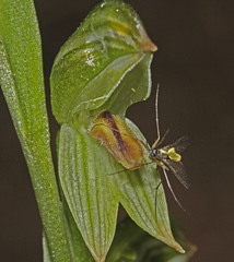 Pterostylis crassa