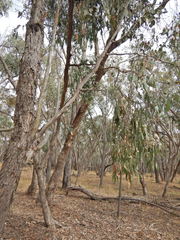 Eucalyptus nortonii