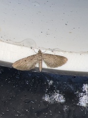 Eupithecia intricata