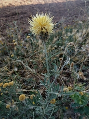 Centaurea collina