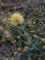 Centaurea collina