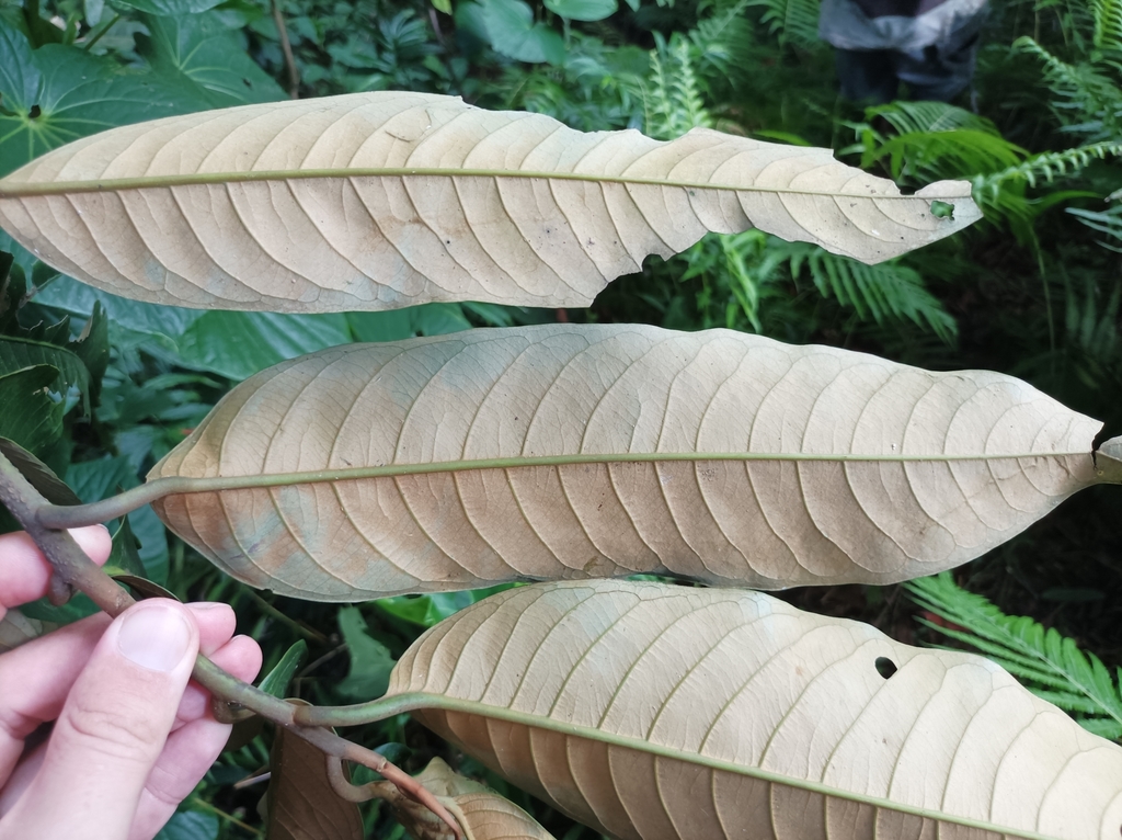(Myristica inutilis platyphylla) - Botanical Realm