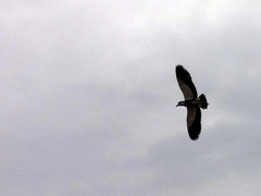 Vanellus spinosus