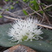 Elandsberg Hedgehog Lily - Photo (c) bullwooding, some rights reserved (CC BY-NC), uploaded by bullwooding