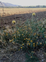 Centaurea collina