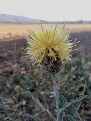 Centaurea collina