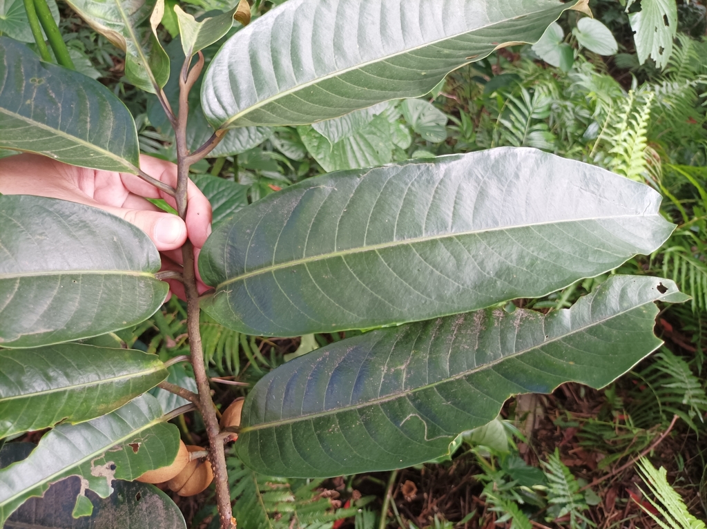 (Myristica inutilis platyphylla) - Botanical Realm