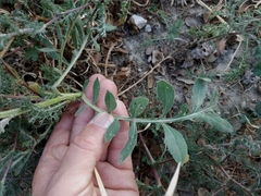 Centaurea collina