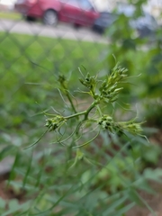 Sisymbrium altissimum
