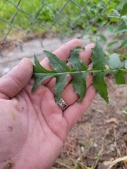 Sisymbrium altissimum