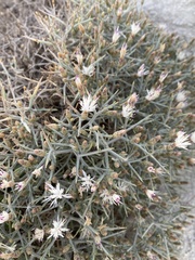 Centaurea spinosa