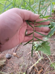 Sisymbrium altissimum