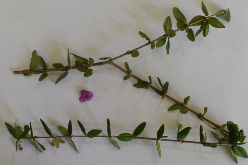 Plocospermataceae image