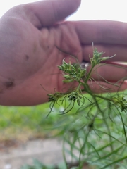 Sisymbrium altissimum