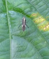 Zoreva ornamentosa