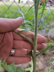 Sisymbrium altissimum
