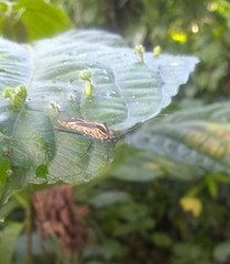 Zoreva ornamentosa